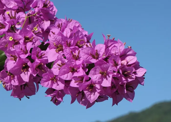 With A Stunning Sea View Pool Tennis *