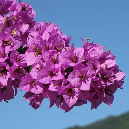 With A Stunning Sea View Pool Tennis *